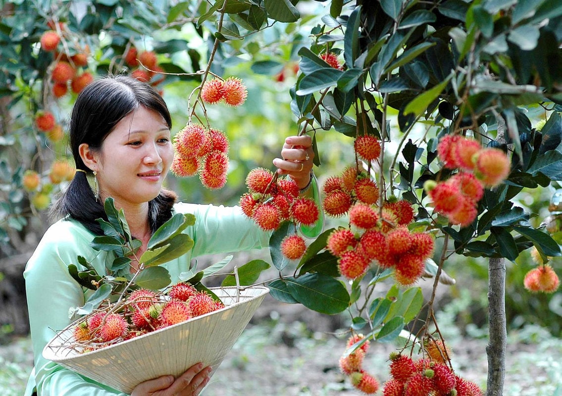Một ngày trải nghiệm làm nông dân miệt vườn hứa hẹn mang đến bạn những trải nghiệm khó quên